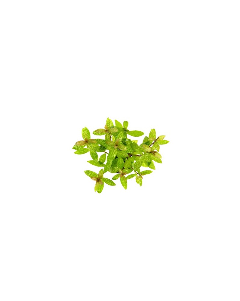 Hygrophila Polysperma Sunset feuillage rose a rougeatre