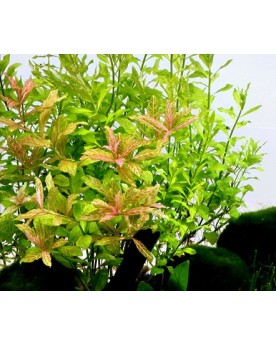 Hygrophila Polysperma Sunset feuillage rose a rougeatre