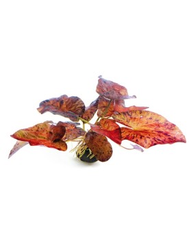 Lotus Tigre rouge avec feuilles flottantes