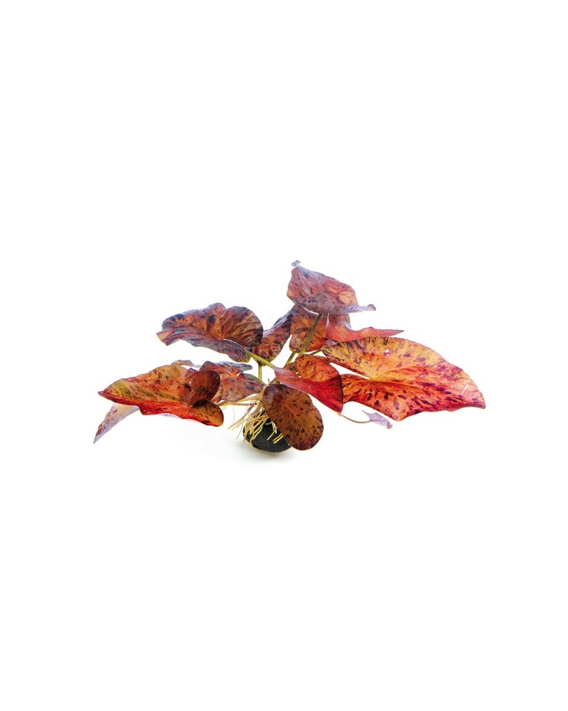 Lotus Tigre rouge avec feuilles flottantes