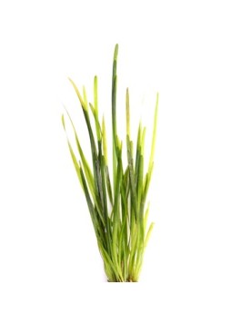 Vallisneria spiralis feuilles en ruban