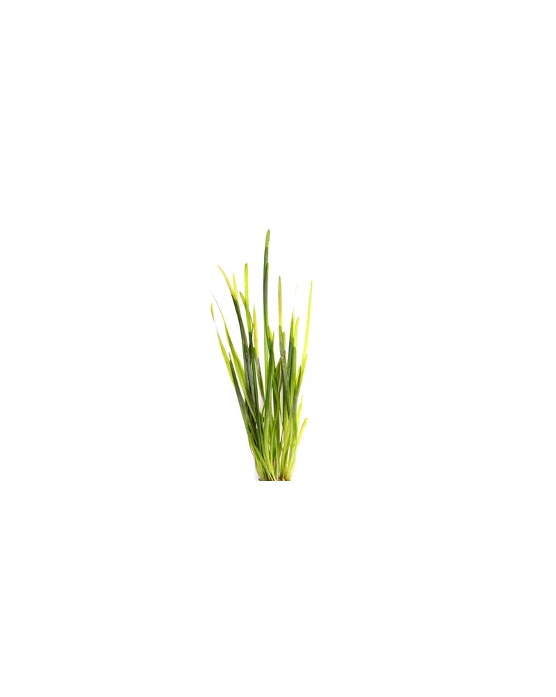 Vallisneria spiralis feuilles en ruban