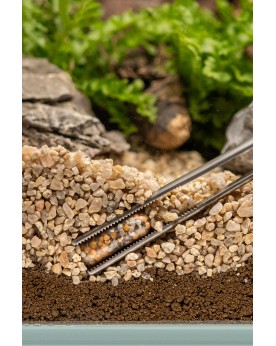 Dennerle Power Caps capsules engrais racinaire