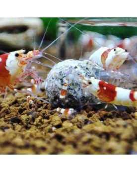 Balls Spiruline Gioia Shrimp pour crevettes Lot 15
