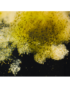 Guppy Granules Color alimentation pour poissons