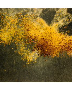 Granules proteinees pour petits characides