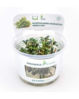 Bucephalandra Micrantha Needle Leaf feuilles fines aquascaping