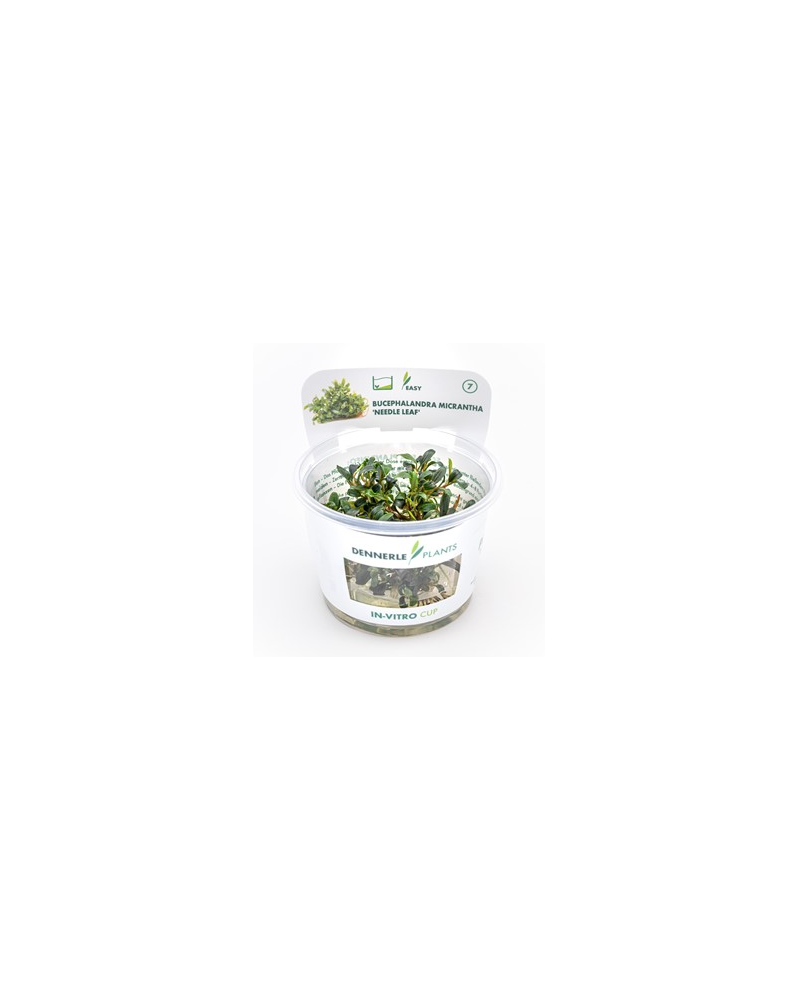 Bucephalandra Micrantha Needle Leaf feuilles fines aquascaping