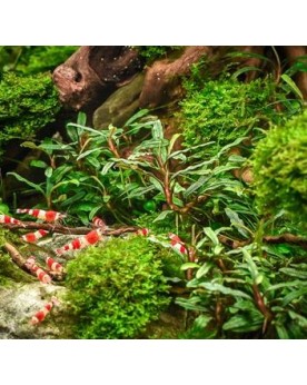 Bucephalandra Micrantha Needle Leaf feuilles fines aquascaping