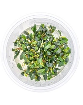 Bucephalandra Micrantha Needle Leaf feuilles fines aquascaping