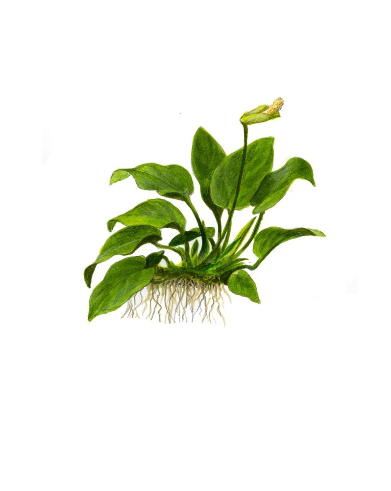 Anubias barteri var nana fixee sur pierre ou bois