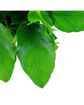 Anubias barteri var nana fixee sur pierre ou bois