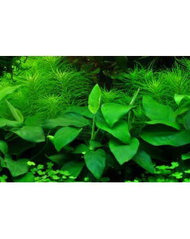 Anubias barteri var nana fixee sur pierre ou bois
