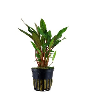 Cryptocoryne Beckettii var petchii plante aquarium feuilles