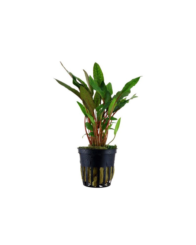 Cryptocoryne Beckettii var petchii plante aquarium feuilles