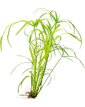 Cyperus alternifolius plante papyrus