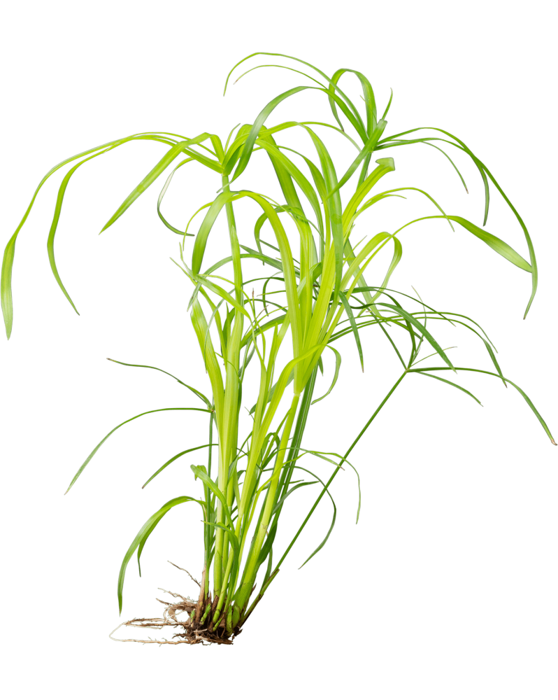 Cyperus alternifolius plante papyrus