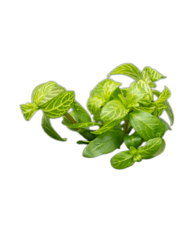 Hygrophila polysperma Rosanervig en aquarium