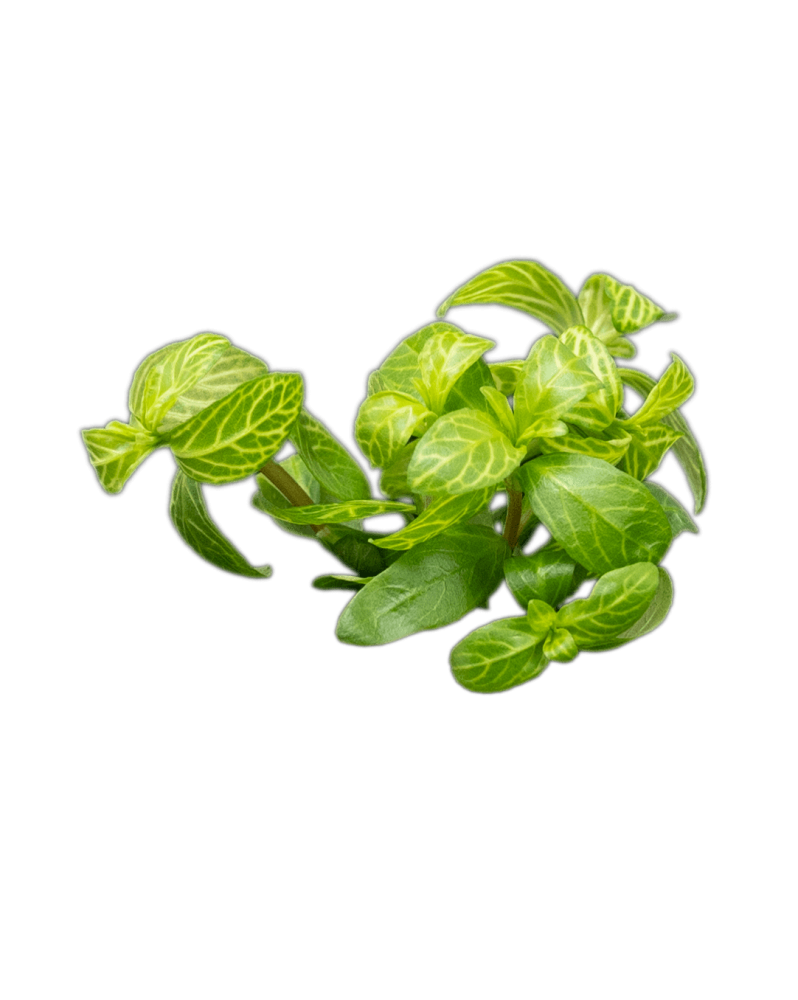 Hygrophila polysperma Rosanervig en aquarium