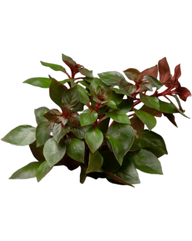 Ludwigia palustris Super Red feuilles rouges en aquarium