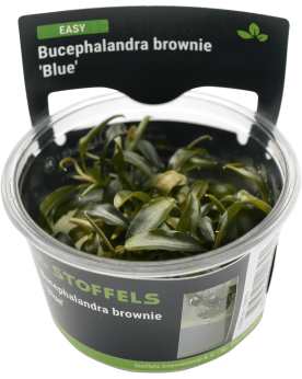 Bucephalandra Brownie Blue in vitro pour aquarium