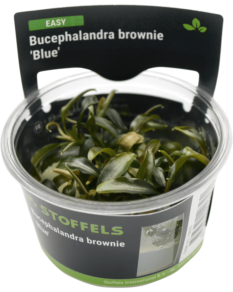 Bucephalandra Brownie Blue in vitro pour aquarium