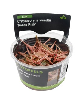 Cryptocoryne wendtii Fancy Pink in vitro - feuillage rose