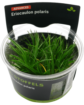 Eriocaulon polaris en rosette 8-10 cm feuillage vert