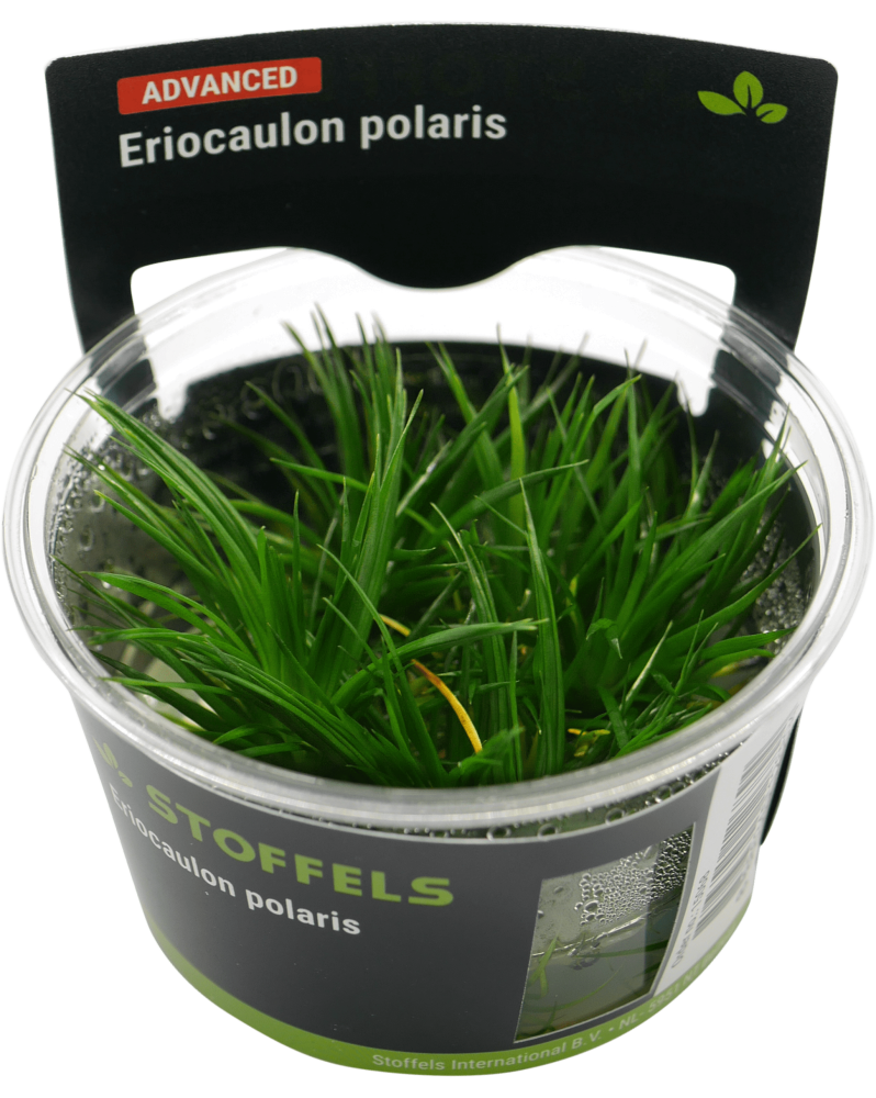 Eriocaulon polaris en rosette 8-10 cm feuillage vert