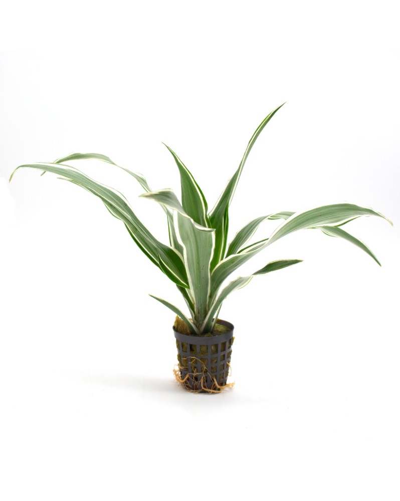 Dracaena sanderiana - bambou porte-bonheur en pot