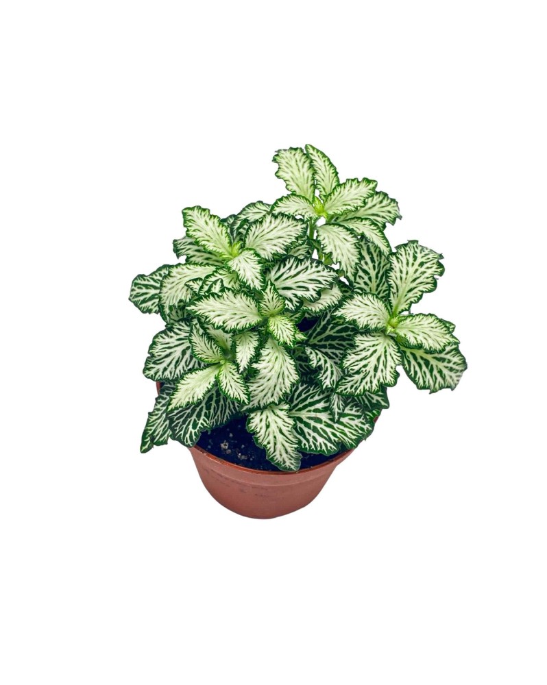 Feuilles Fittonia White Tiger nervures blanches