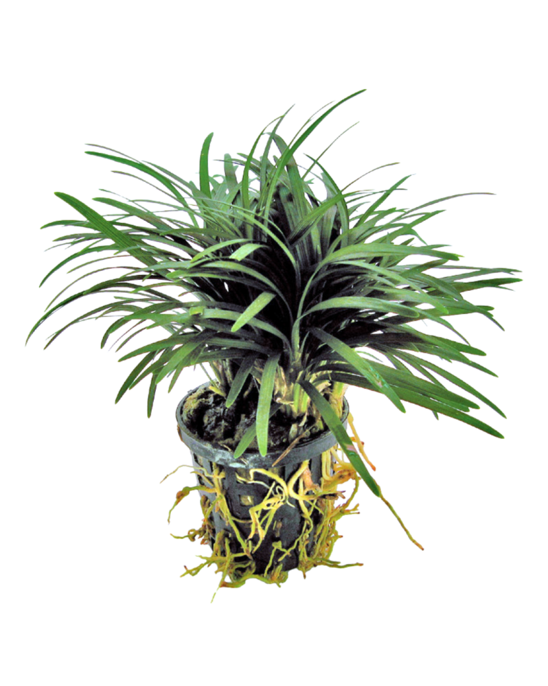 Ophiopogon japonicus Kyoto Minima, feuillage compact