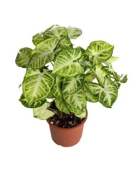 Syngonium White Butterfly feuilles blanc creme