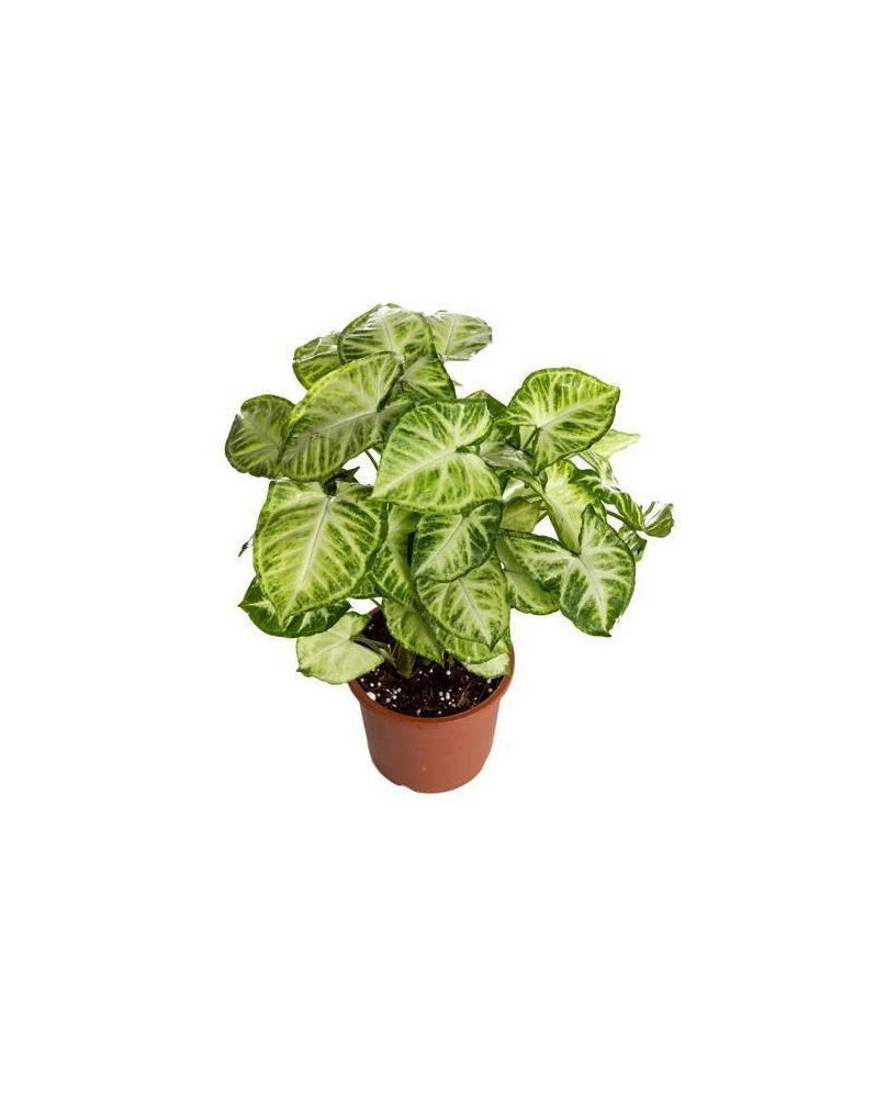 Syngonium White Butterfly feuilles blanc creme
