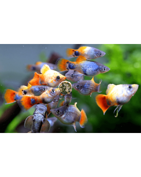 NatureHolic NipTabs Green Pastilles adhesives pour poissons