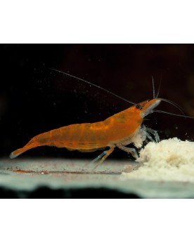 NaturHolic - Proteinfeed 30g