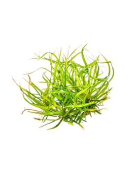 Tenellum Red en forte lumiere contrastant avec gazon vert