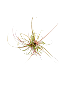 Tenellum Red en forte lumiere contrastant avec gazon vert