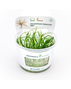Tenellum Red en forte lumiere contrastant avec gazon vert