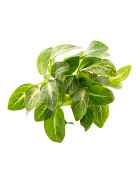 Anubia Stardust - feuilles vert fonce tachees