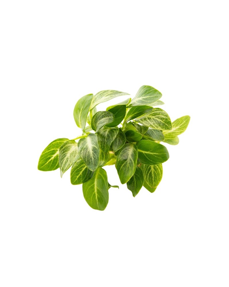Anubia Stardust - feuilles vert fonce tachees