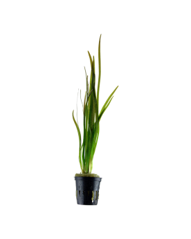Vallisneria spiralis Tiger en aquarium, feuilles rayees