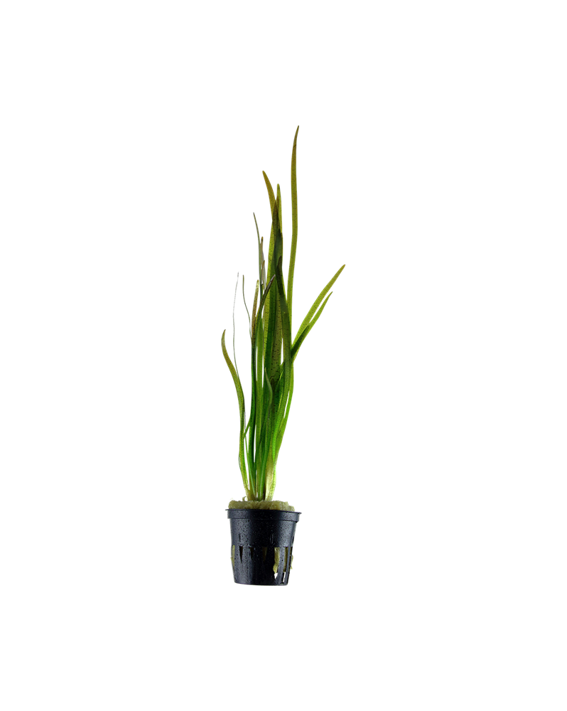 Vallisneria spiralis Tiger en aquarium, feuilles rayees
