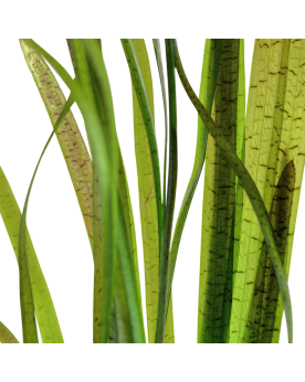 Vallisneria spiralis Tiger en aquarium, feuilles rayees