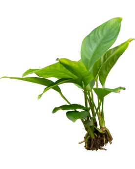 Anubias heterophylla en aquarium, feuilles 20-40 cm