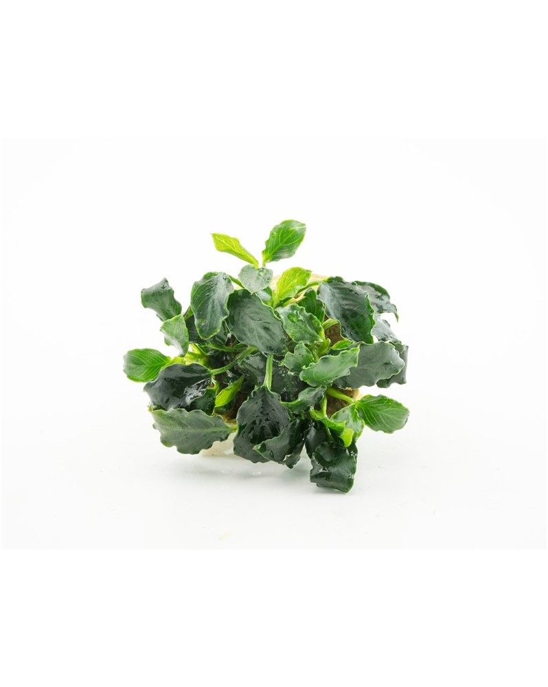Anubias Kirin Mini plante naine pour aquarium