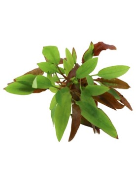 Cryptocoryne affinis Dark Orange feuilles colorees en aquarium