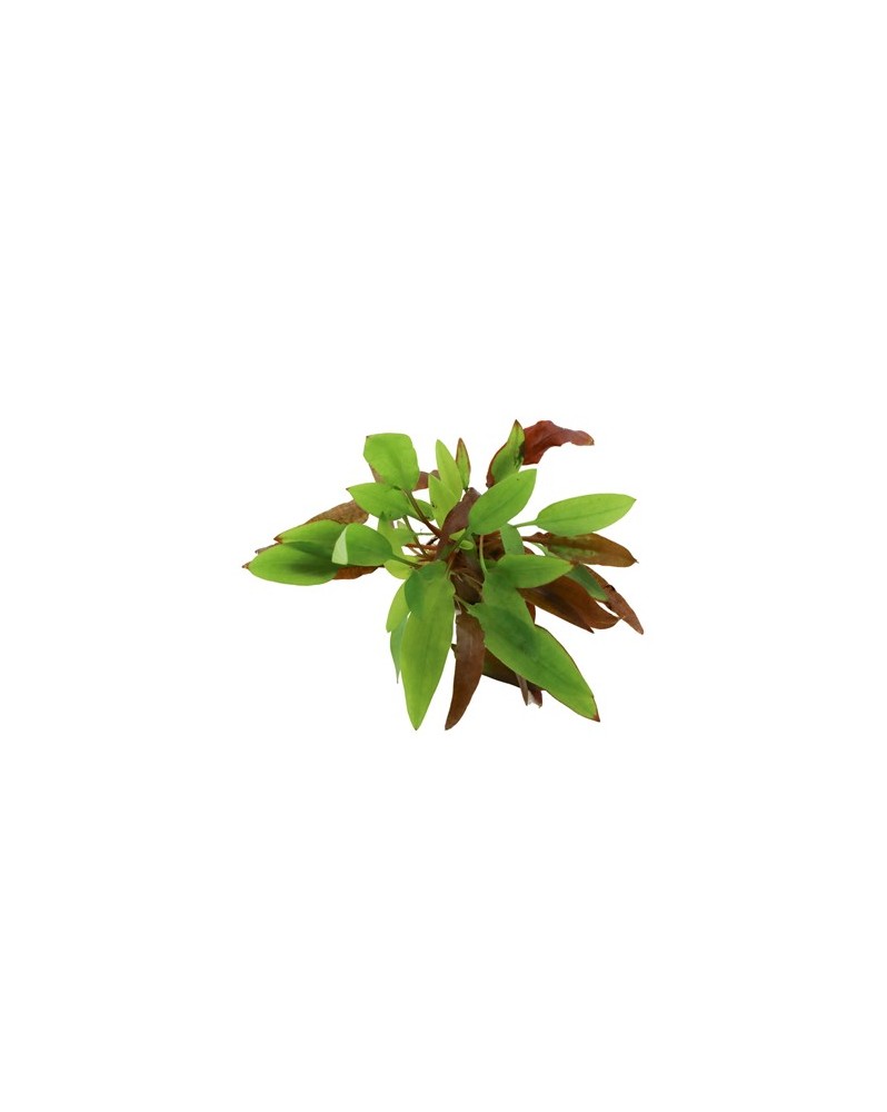 Cryptocoryne affinis Dark Orange feuilles colorees en aquarium