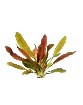 Echinodorus Green Chameleon en aquarium feuilles rouges