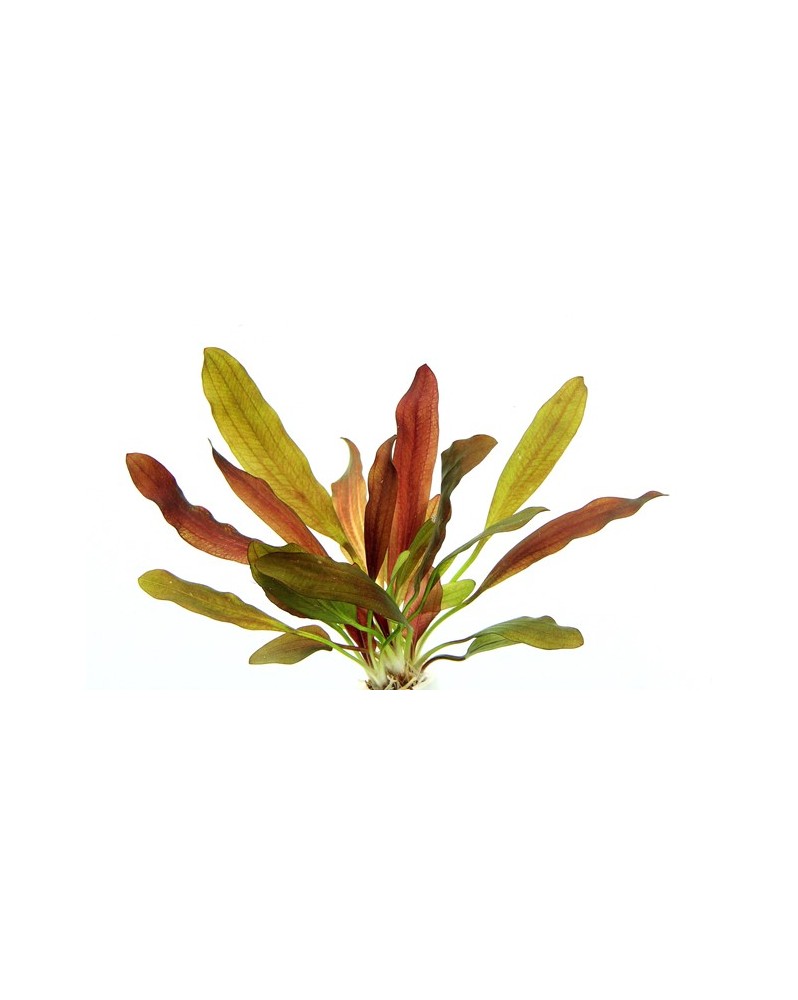 Echinodorus Green Chameleon en aquarium feuilles rouges